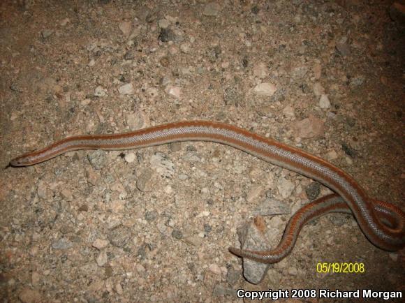 Coastal Rosy Boa (Lichanura trivirgata roseofusca)