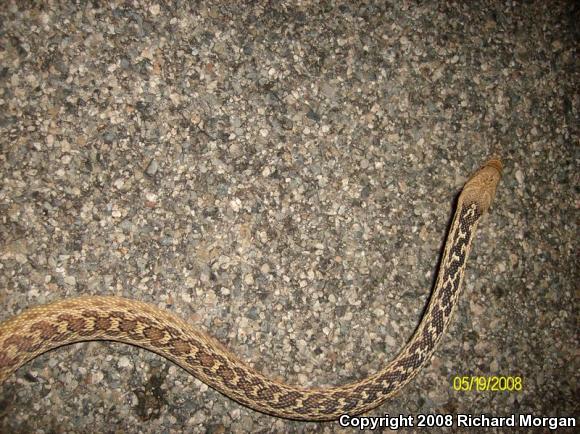 San Diego Gopher Snake (Pituophis catenifer annectens)