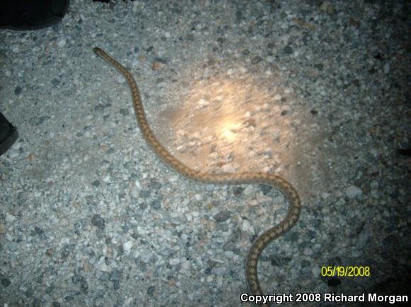 Desert Glossy Snake (Arizona elegans eburnata)