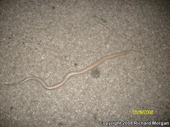 Coastal Rosy Boa (Lichanura trivirgata roseofusca)