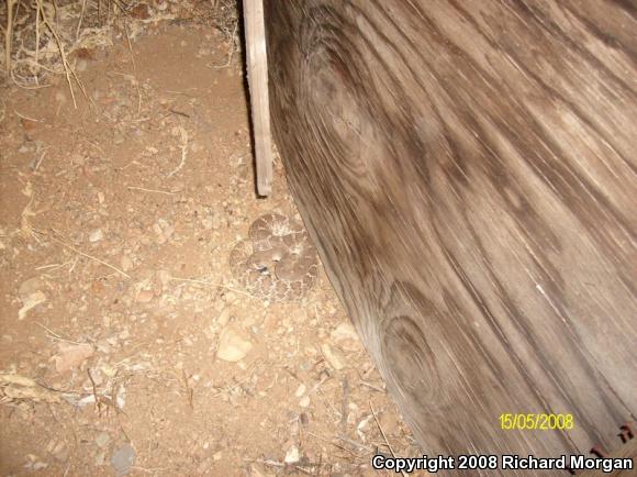 Red Diamond Rattlesnake (Crotalus ruber ruber)