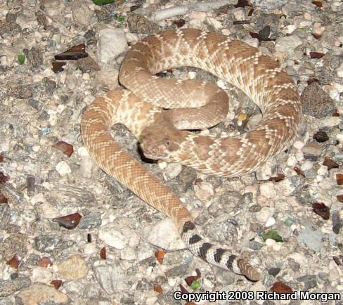 Red Diamond Rattlesnake (Crotalus ruber ruber)