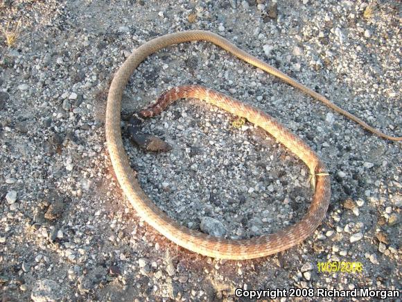 Red Racer (Coluber flagellum piceus)