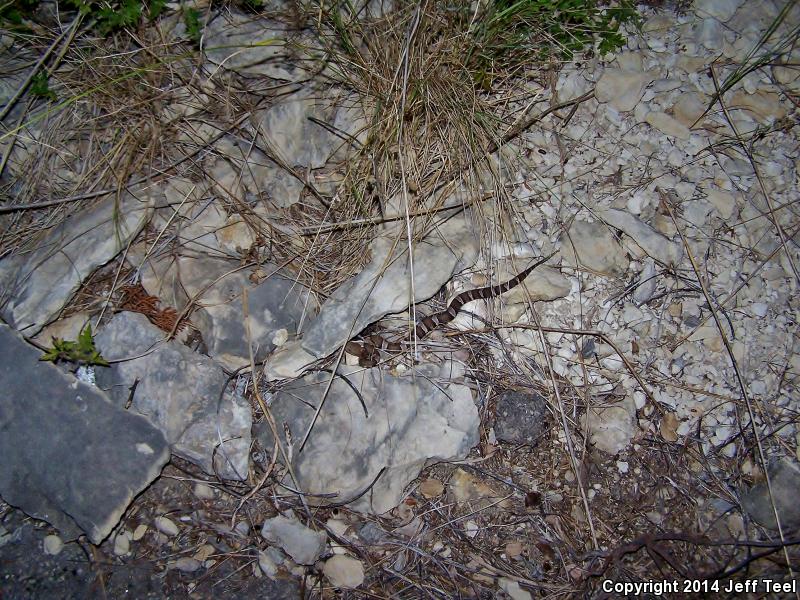 Trans-Pecos Copperhead (Agkistrodon contortrix pictigaster)