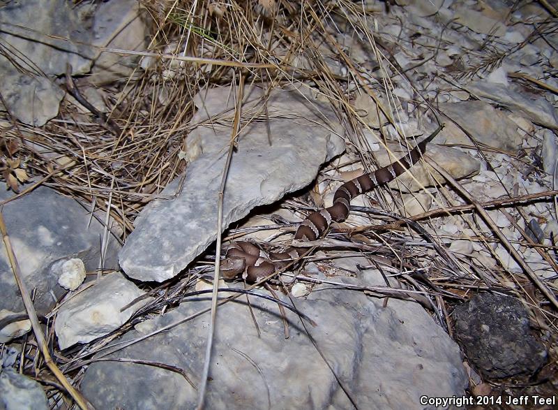 Trans-Pecos Copperhead (Agkistrodon contortrix pictigaster)