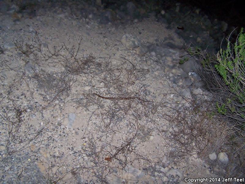 Trans-Pecos Copperhead (Agkistrodon contortrix pictigaster)