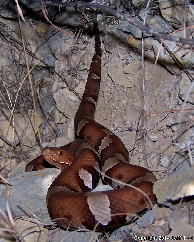 Trans-Pecos Copperhead (Agkistrodon contortrix pictigaster)