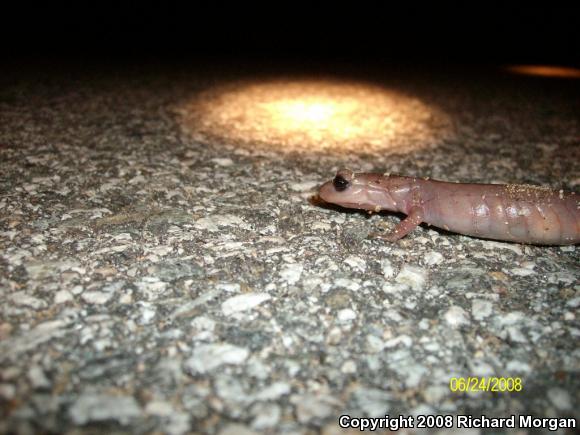 Monterey Ensatina (Ensatina eschscholtzii eschscholtzii)