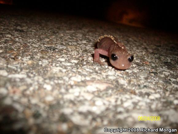 Monterey Ensatina (Ensatina eschscholtzii eschscholtzii)