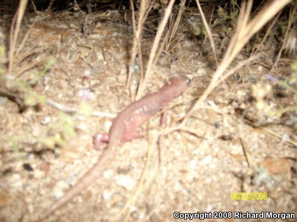 Monterey Ensatina (Ensatina eschscholtzii eschscholtzii)