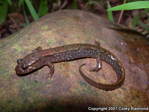 Spotted Dusky Salamander (Desmognathus conanti)