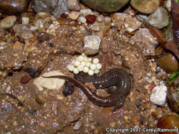 Spotted Dusky Salamander (Desmognathus conanti)