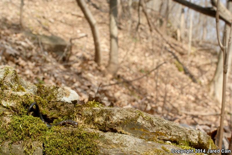 Northern Ravine Salamander (Plethodon electromorphus)