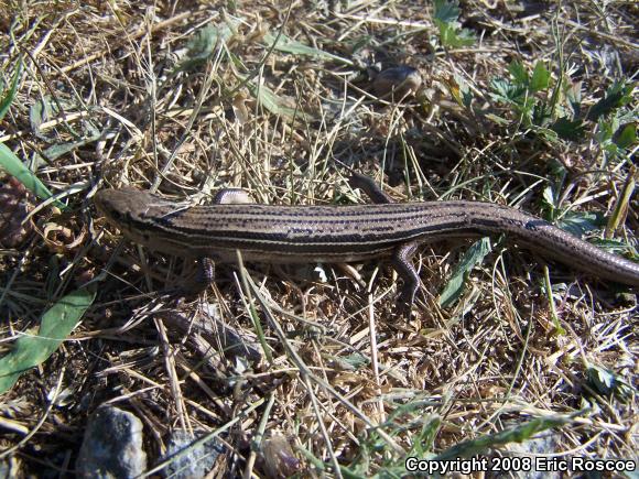 Northern Prairie Skink (Plestiodon septentrionalis septentrionalis)