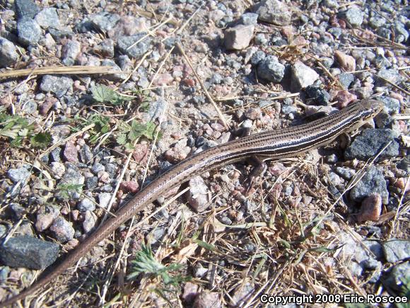 Northern Prairie Skink (Plestiodon septentrionalis septentrionalis)