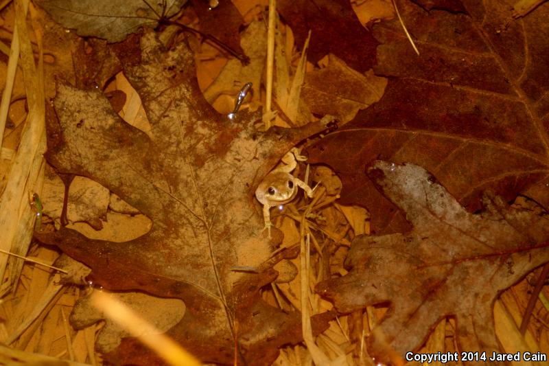 Mountain Chorus Frog (Pseudacris brachyphona)