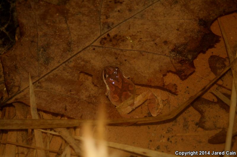 Mountain Chorus Frog (Pseudacris brachyphona)