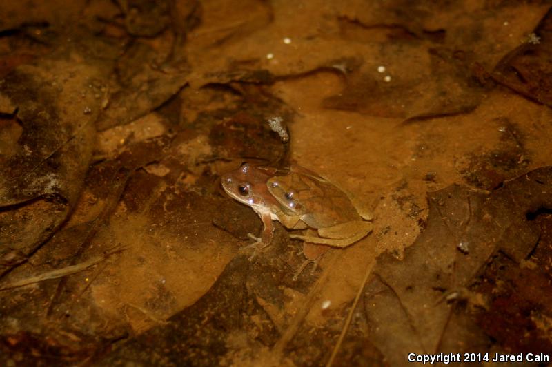 Mountain Chorus Frog (Pseudacris brachyphona)