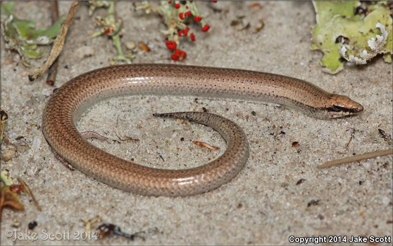 Sand Skink (Plestiodon reynoldsi)