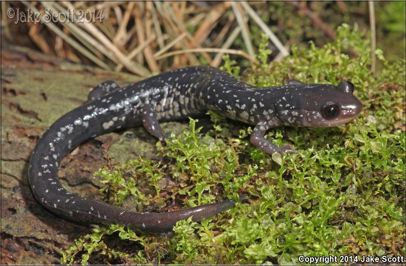 South Carolina Slimy Salamander (Plethodon variolatus)