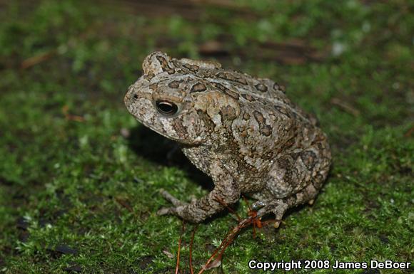 American Toad (Anaxyrus americanus)