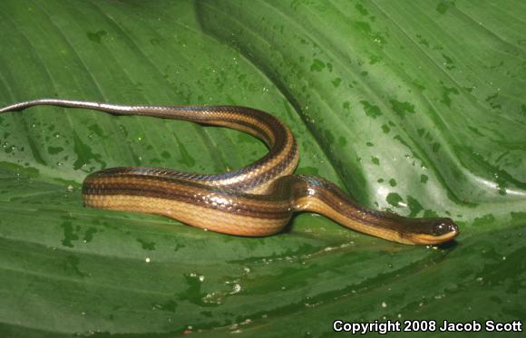 Striped Crayfish Snake (Regina alleni)