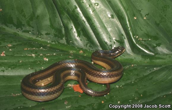 Striped Crayfish Snake (Regina alleni)