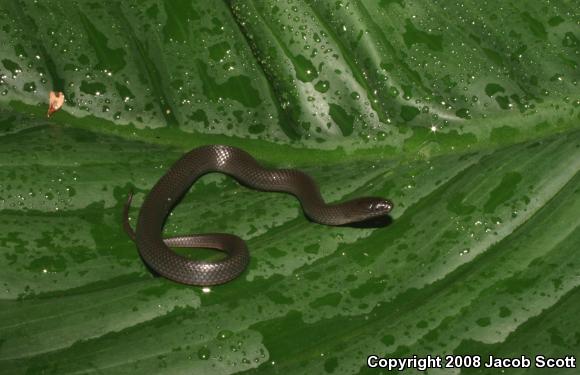 North Florida Swampsnake (Seminatrix pygaea pygaea)