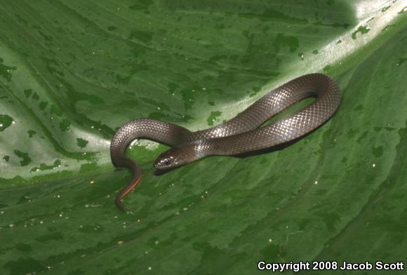 North Florida Swampsnake (Seminatrix pygaea pygaea)