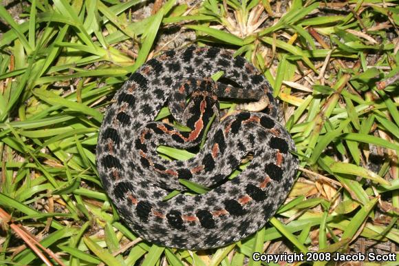 Dusky Pigmy Rattlesnake (Sistrurus miliarius barbouri)