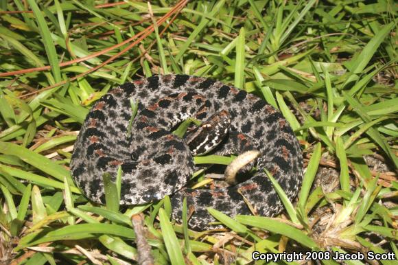 Dusky Pigmy Rattlesnake (Sistrurus miliarius barbouri)