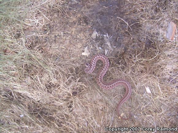 Dekay's Brownsnake (Storeria dekayi)