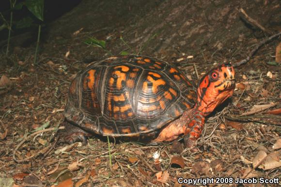 Eastern Box Turtle (Terrapene carolina carolina)