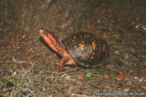 Eastern Box Turtle (Terrapene carolina carolina)