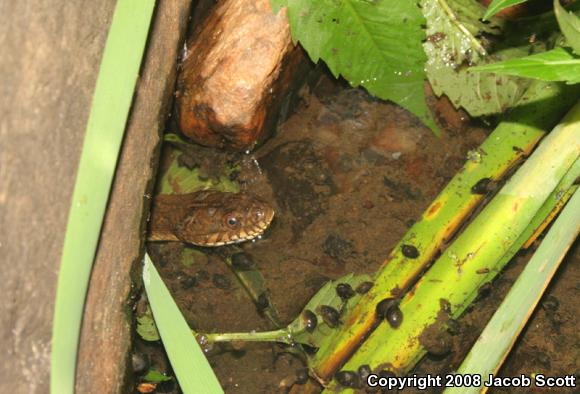 Northern Watersnake (Nerodia sipedon sipedon)