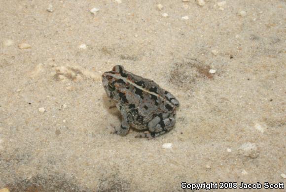 Oak Toad (Anaxyrus quercicus)