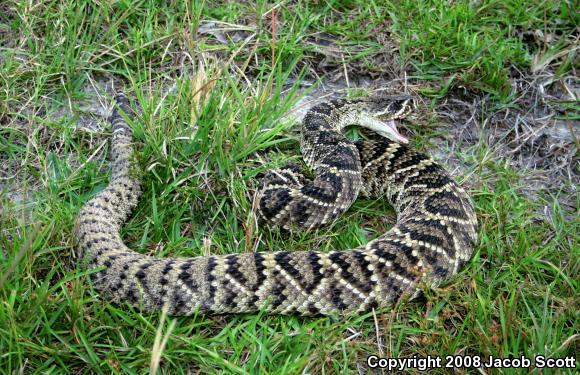 Eastern Diamond-backed Rattlesnake (Crotalus adamanteus)