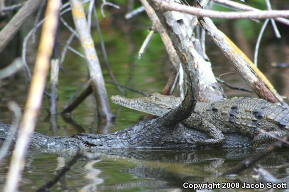 American Crocodile (Crocodylus acutus)