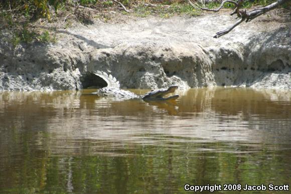 American Crocodile (Crocodylus acutus)