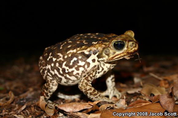 Cane Toad (Rhinella marina)