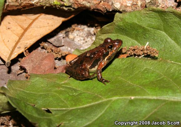 Coastal Plain Cricket Frog (Acris gryllus gryllus)