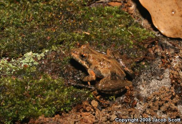 Coastal Plain Cricket Frog (Acris gryllus gryllus)