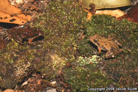 Coastal Plain Cricket Frog (Acris gryllus gryllus)