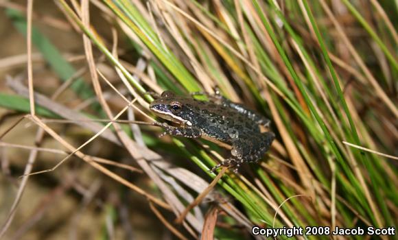 Southern Chorus Frog (Pseudacris nigrita nigrita)