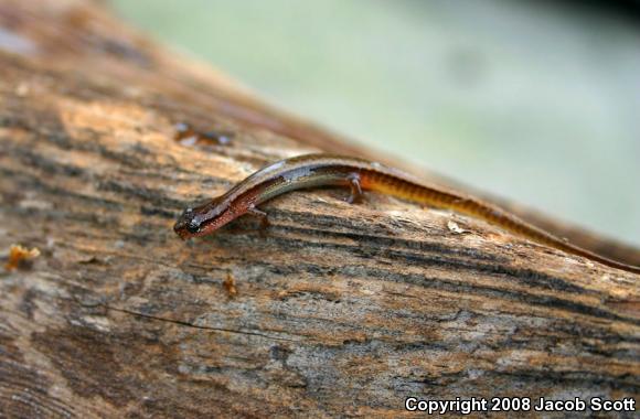 Dwarf Salamander (Eurycea quadridigitata)