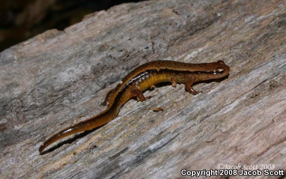 Southern Two-lined Salamander (Eurycea cirrigera)