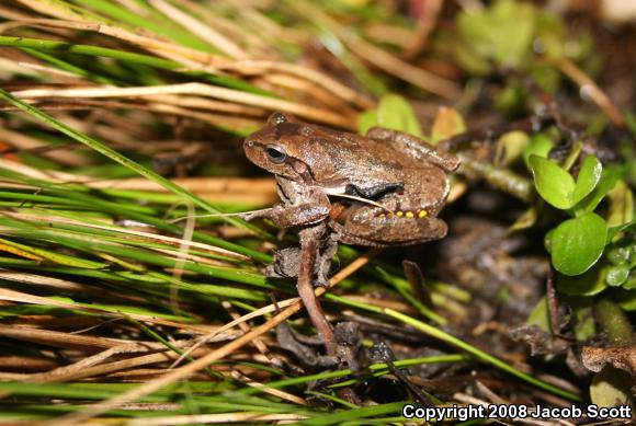 Pine Woods Treefrog (Hyla femoralis)