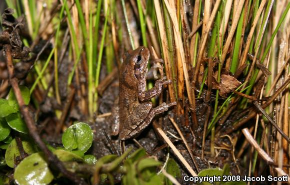 Pine Woods Treefrog (Hyla femoralis)