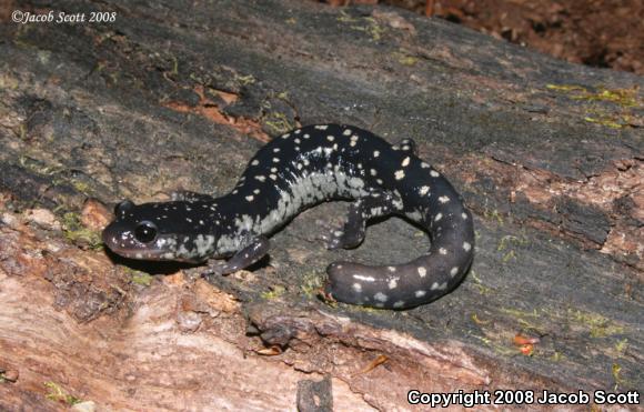 Southeastern Slimy Salamander (Plethodon grobmani)