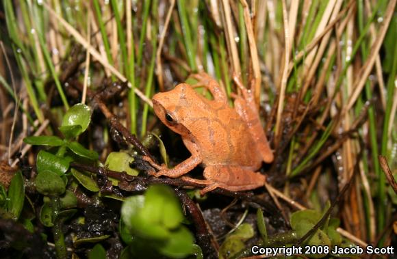 Southern Spring Peeper (Pseudacris crucifer bartramiana)